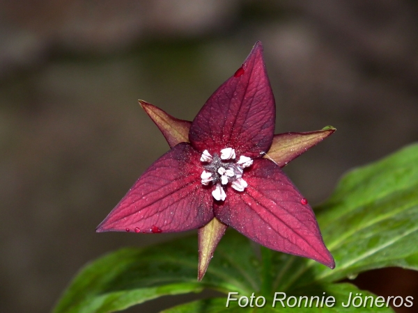 Trillium erectum